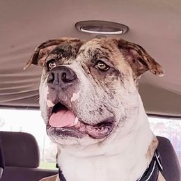 Atë - Alapaha Blue Blood Bulldog