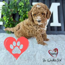 Goldendoodle Puppies from Maryland Designer Doodles