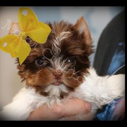 Yorkshire Terrier Puppies from Danielle's Yorkie Babies