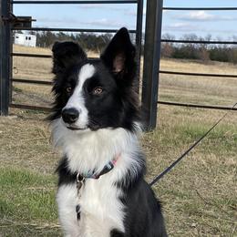 Border Collies from Sheps Farm Border Collies