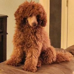 Poodles from Little Red Poodles