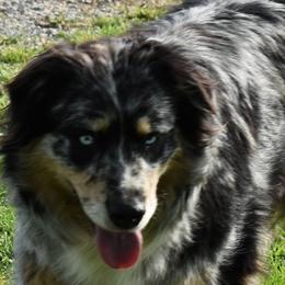 Mudd - Australian Shepherd