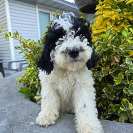 Rose - Black and white female Bernedoodle puppy in Blackfoot, Idaho from Draper Mountain Doodles