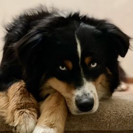 Waylon - Australian Shepherd