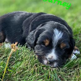 BARNEY - Black male Companion Cross puppy in Viking, Minnesota from Son Shine Farm