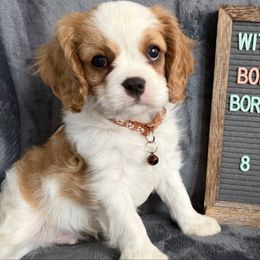 George - Blenheim male Cavalier King Charles Spaniel puppy in Greenville, Kentucky from Witzel Cavaliers
