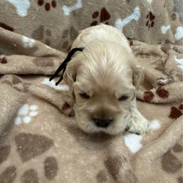 Blake - Buff male Cocker Spaniel puppy in Ocala, Florida from Ray of Sunshine Spaniels LLC