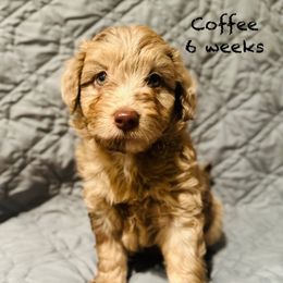 Coffee - Red merle male Aussiedoodle puppy in Mulino, Oregon from Korbella Farm
