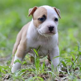 Boy 1 - Red male American Staffordshire Terrier puppy in St. Augustine, Florida from LBK & Ancient City