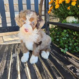 Zoey - Tri-color female Bernedoodle puppy in Holtwood, Pennsylvania from Country Ridge Puppies