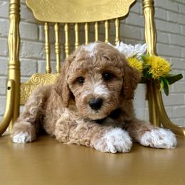 Goldendoodle and Poodle Puppies from Deerly Poodles