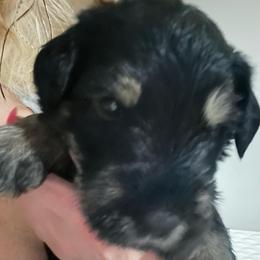 Zeki-Purple collar - Pepper and salt male Giant Schnauzer puppy in Atoka, Oklahoma from Hannah's Haus & Farm