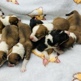 Daisy - Black and tan female Pembroke Welsh Corgi puppy in Manchester, Kentucky from Riverside Corgis