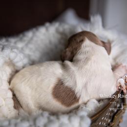 Jo - Piebald female Dachshund puppy in Iola, Texas from Whiskey River Dachshunds