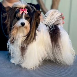 Pheobe - Biewer Terrier