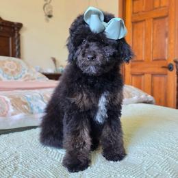 Rose - Phantom female Poodle puppy in Buffalo, Illinois from Pear Tree Pups