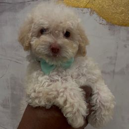 Hans - Cream male Goldendoodle puppy in Richmond, Texas from Harper’s Heartbeats