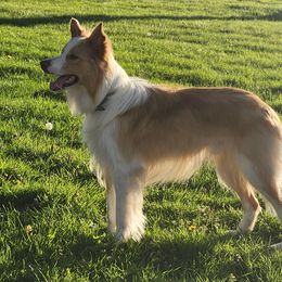 Tenno - Border Collie