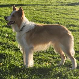 Tenno - Border Collie