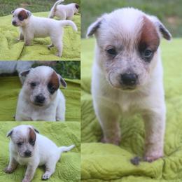 Capri - Red mottled female Australian Cattle Dog puppy in Gatlinburg, Tennessee from Greenbrier