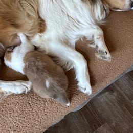 Scottish Collie Puppies from Sundance Scottish-Colleys