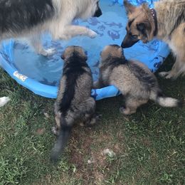 Shiloh Shepherd Puppies from Super Nova Shilohs