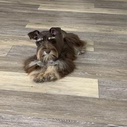 Alivia - Miniature Schnauzer