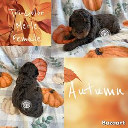 Autumn - Merle female Bernedoodle puppy in Godwin, North Carolina from Farm Sweet Farm Doodles