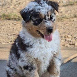 King - Blue merle male Australian Shepherd puppy in York, South Carolina from Walnut Ridge Farms Aussies