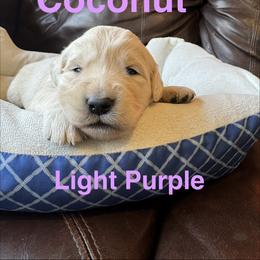Coconut - Light golden female Golden Retriever puppy in Lebec, California from Socalretrievers
