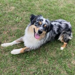 Australian Shepherds from J&C DownSouth Aussies