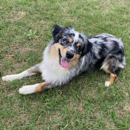 Australian Shepherds from J&C DownSouth Aussies
