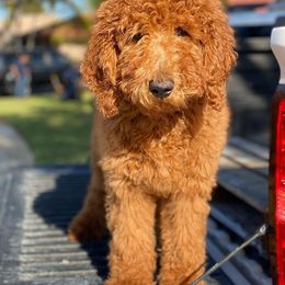 Goldendoodles and Poodles from GoldStar Doodles USA