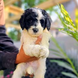 Montego - Parti male Goldendoodle puppy in Forest, Ohio from Mini Doodle Buddies