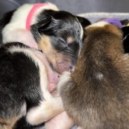 Collie Puppies from Jolly Collies
