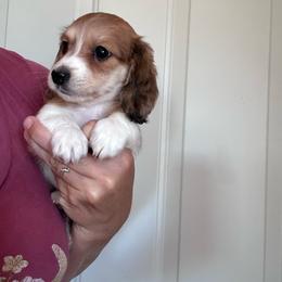 Boy 1 - Piebald male Dachshund puppy in Cheyenne, Wyoming from Great Basin Hounds