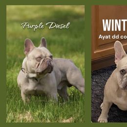 French Bulldog puppies from Jk Frenchies
