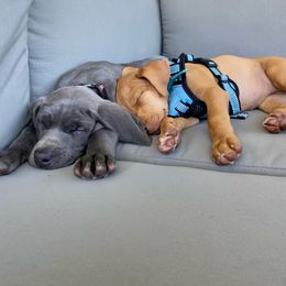 Weimaraner Puppies from Three Oak’s Kennel