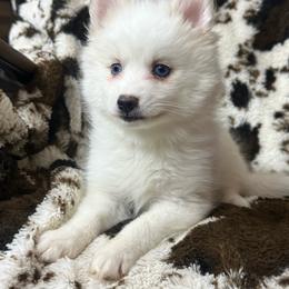 July - White female Pomsky puppy in Casa Grande, Arizona from Arizonas Pomsky Squad