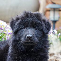Brown Collar - Black male German Shepherd puppy in Howell, Michigan from Sheyenne’s Shepherds