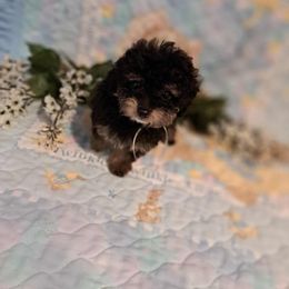 Whatever you name him - Phantom male Poodle puppy in North Augusta, South Carolina from Tiny Paws Luxury Pets