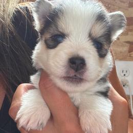 Penny - Tri-color female Pomsky puppy in Mc Minnville, Oregon from West Coast Pomskies