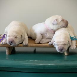 Pink - Yellow female Labrador Retriever puppy in Pendleton, South Carolina from DogSmith Purebreds