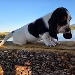 Cooper - Black white and brown male Basset Hound puppy in Denison, Texas from Emma Lou's Baby Bassets