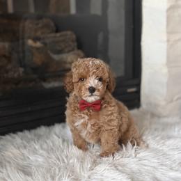 Cavapoos, Maltipoos, and Poodles from Poodles of the south