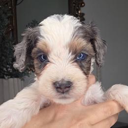 Georgia - female Golden Mountain Doodle puppy in Palestine, Texas from KK's Doodle Bunch