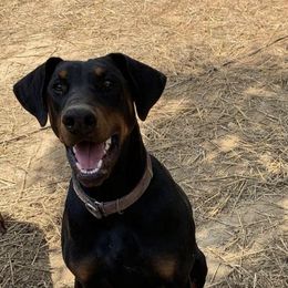 Ruby - Doberman Pinscher