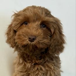 Cayenne - CM0547 - Caramel red male Australian Labradoodle puppy in Easley, South Carolina from Royal Diamond Labradoodles