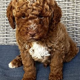 Goldendoodle Puppies from Providence Ranches