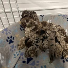 Aussiedoodle, Australian Shepherd, Bernedoodle, Cockapoo, and Poodle Puppies from Sis' Doodles & Poodles